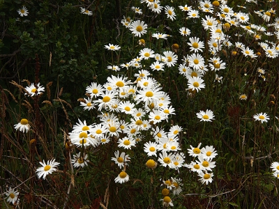 [This is a view looking down at the blooms so the individual flowers are much more distinct and the stems appear greener white the petals appear whiter.]